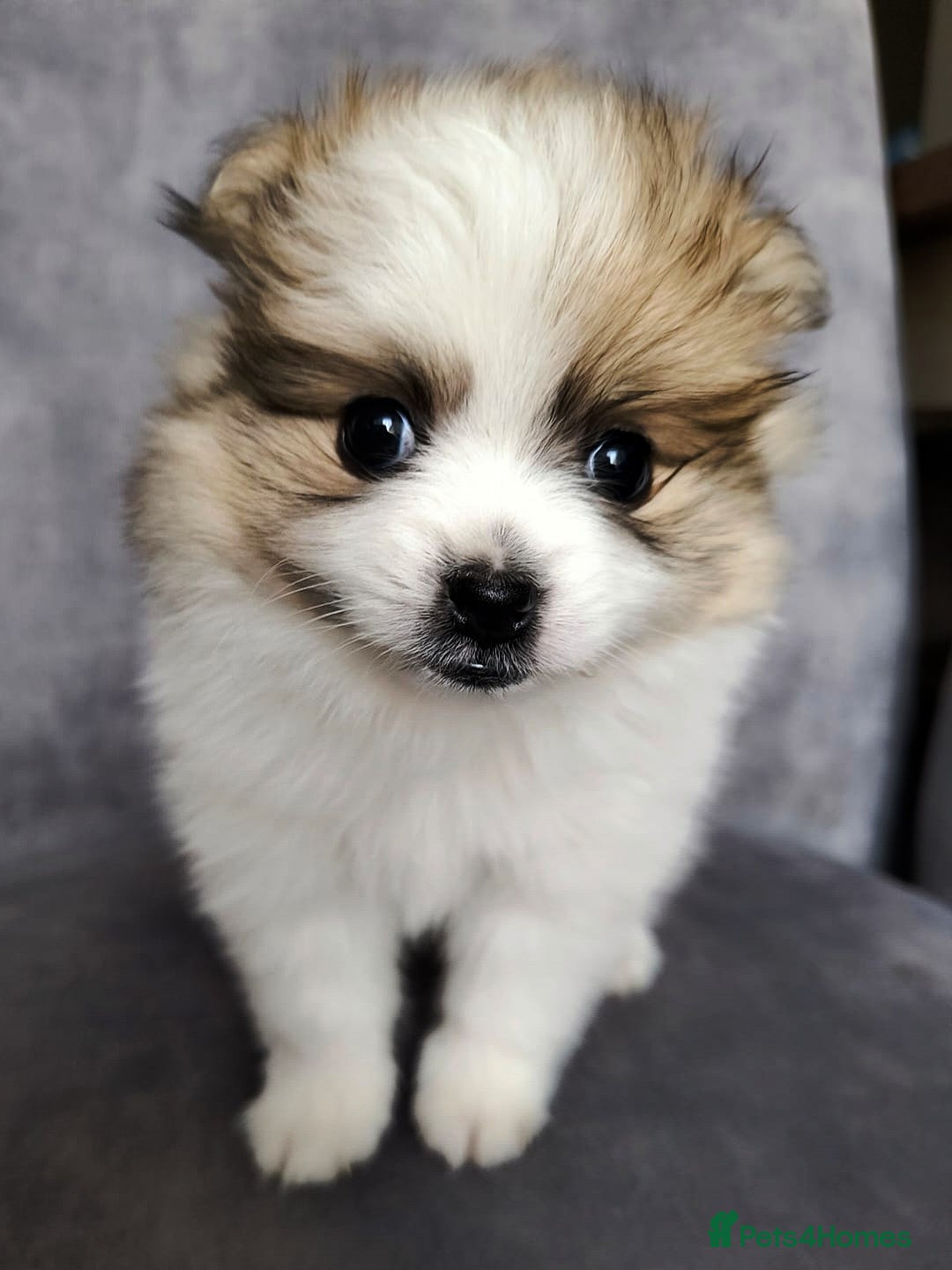 Pomeranian dogs for sale: 🌟Sweet Pomeranian Puppy Ready for a Loving Home🌟 - Image 7