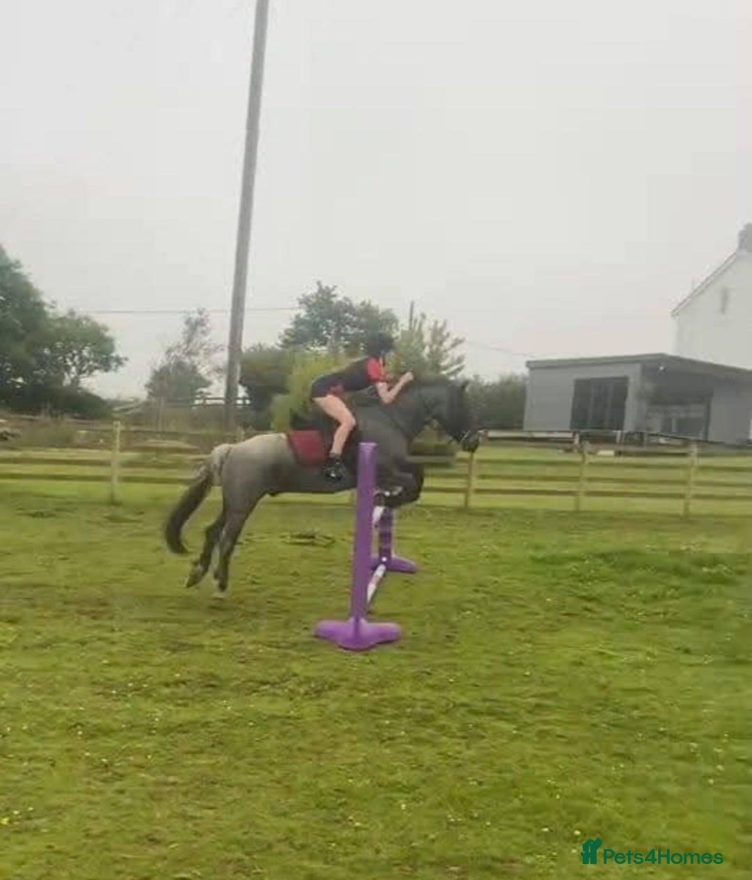 Connemara horses for sale: Storm the Jumping machine  - Image 4