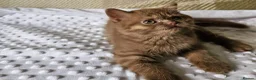 British Shorthair cats for sale: GCCF girl champion line cinnamon tortie ready now - Advert 3