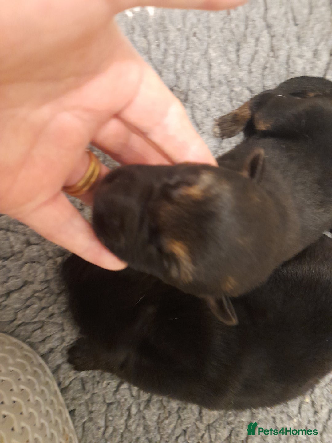 German Shepherd dogs for sale: Stunning German shepherd puppies - Advert 3