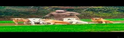 Golden Retriever dogs for sale: Stunning Cream Golden Retriever Puppies  - Advert 3