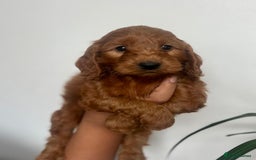 Cockapoo dogs for sale: fully healthy tested, Red Cockapoo puppies   - Image 1