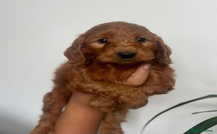 Cockapoo dogs - Advert 1