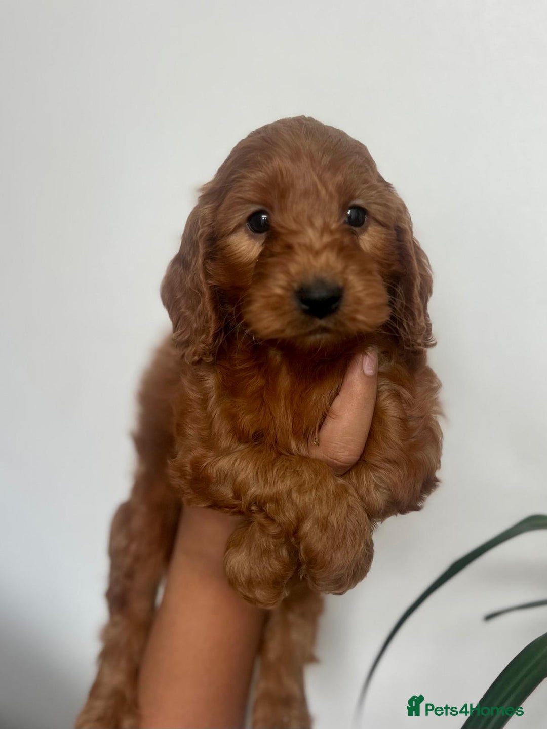 Cockapoo dogs for sale: fully healthy tested, Red Cockapoo puppies   - Image 1
