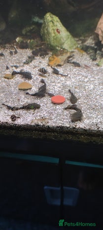 Plecos fish in Chorley - Advert 10