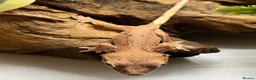 Gecko reptiles for sale: CB25 Crested Geckos | Dalmatian & Lily White  - Advert 6