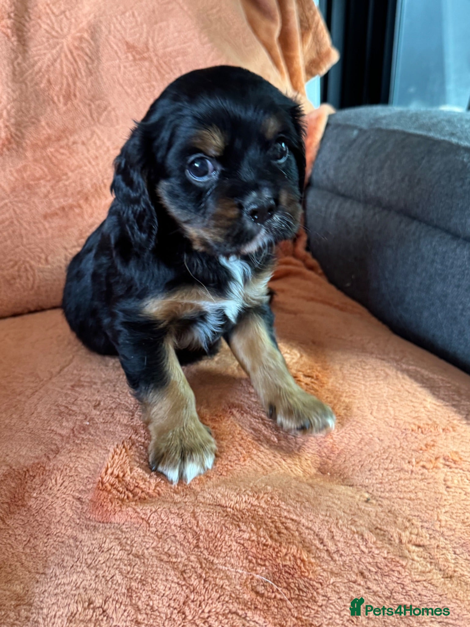 Cavalier King Charles Spaniel dogs Cavalier puppies for sale  - Advert 11