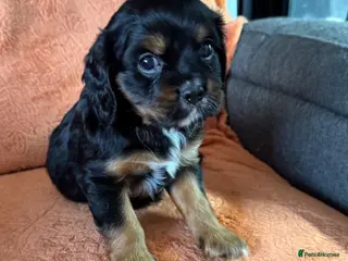Cavalier King Charles Spaniel dogs Cavalier puppies READY THURSDAY! - Advert 1