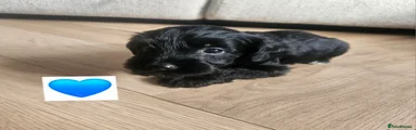 Schnoodle 2 💙 Black boy