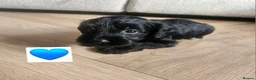 Schnoodle dogs for sale: 🐶 F2 Schnoodles looking for their loving Homes 🐶 in Romford - Advert 26