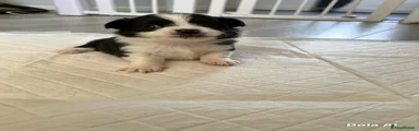 Pomeranian Puppy 3