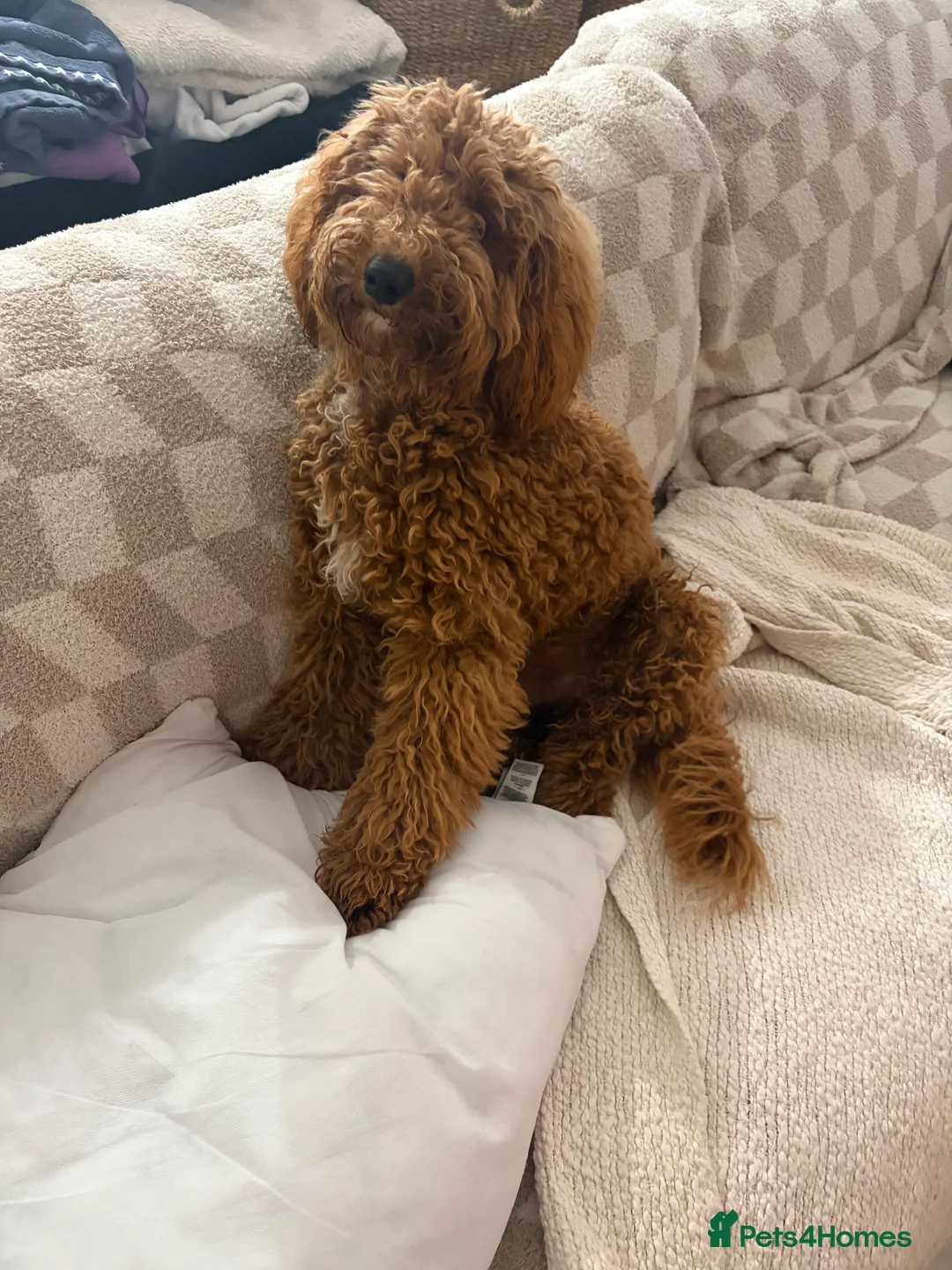 Cockapoo dogs for sale: Two Cockapoo (9 month)  - Advert 19