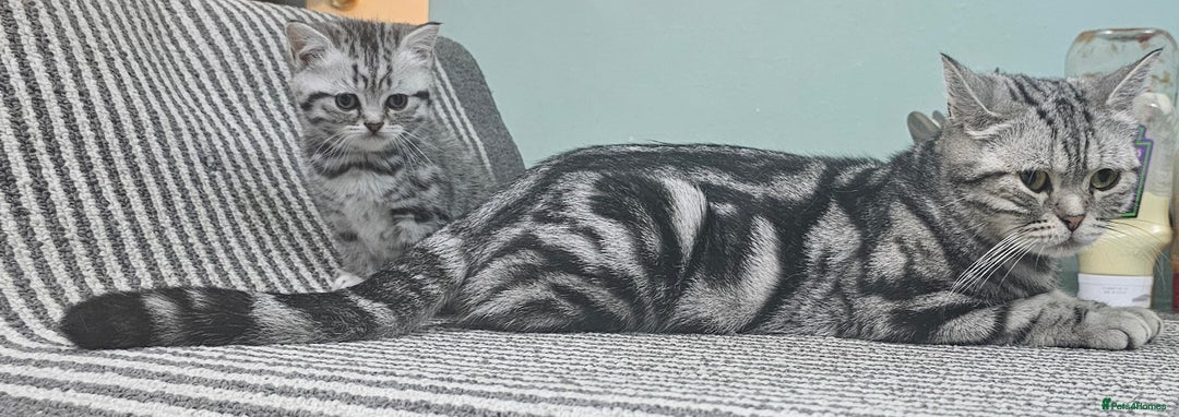 British Shorthair cats for sale: Beautiful silver tabby british shorthair kittens  - Image 7