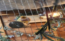 Finches birds for sale: Gouldian finches pairs  - Advert 15