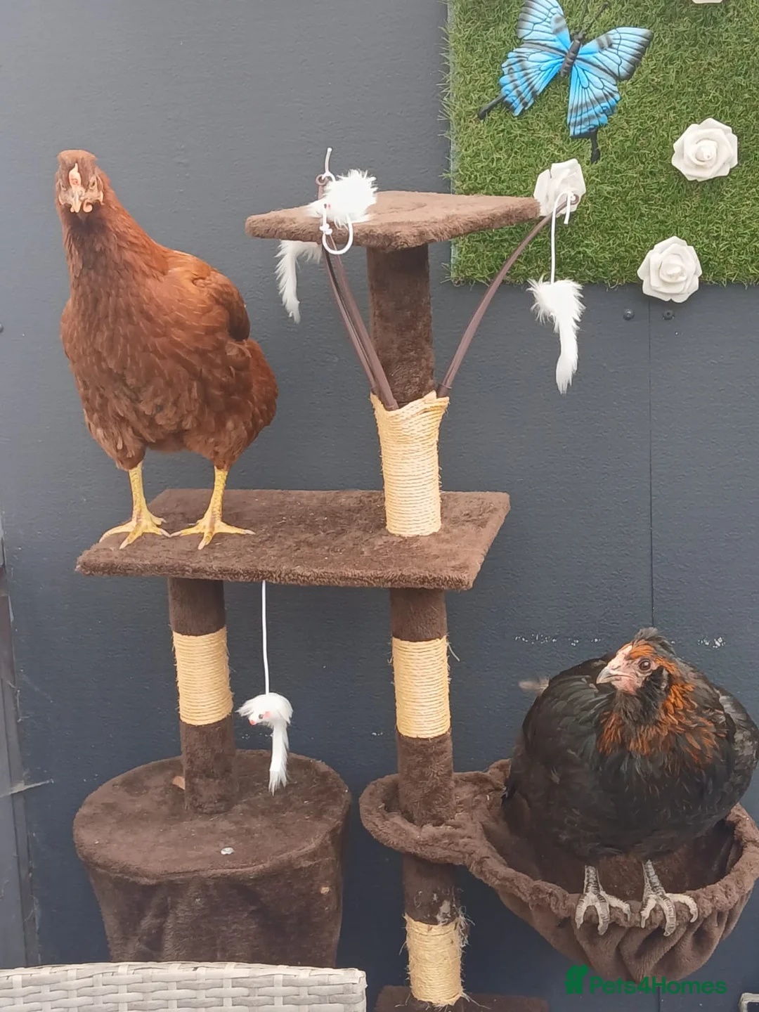 Chickens poultry for sale: 2 Gorgeous Hens in Manchester - Advert 3