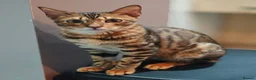 Bengal cats for sale: Beautiful Male Bengal Kitten Seeking Home in Southampton - Advert 3