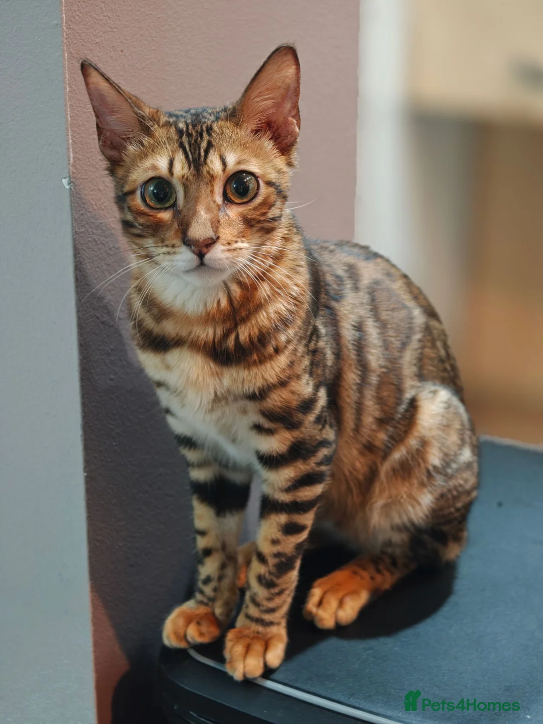 Bengal cats for sale: Beautiful Male Bengal Kitten Seeking Home in Southampton - Advert 3