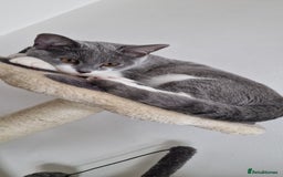 British Shorthair cats for sale: British short hair Russian blue  - Image 4