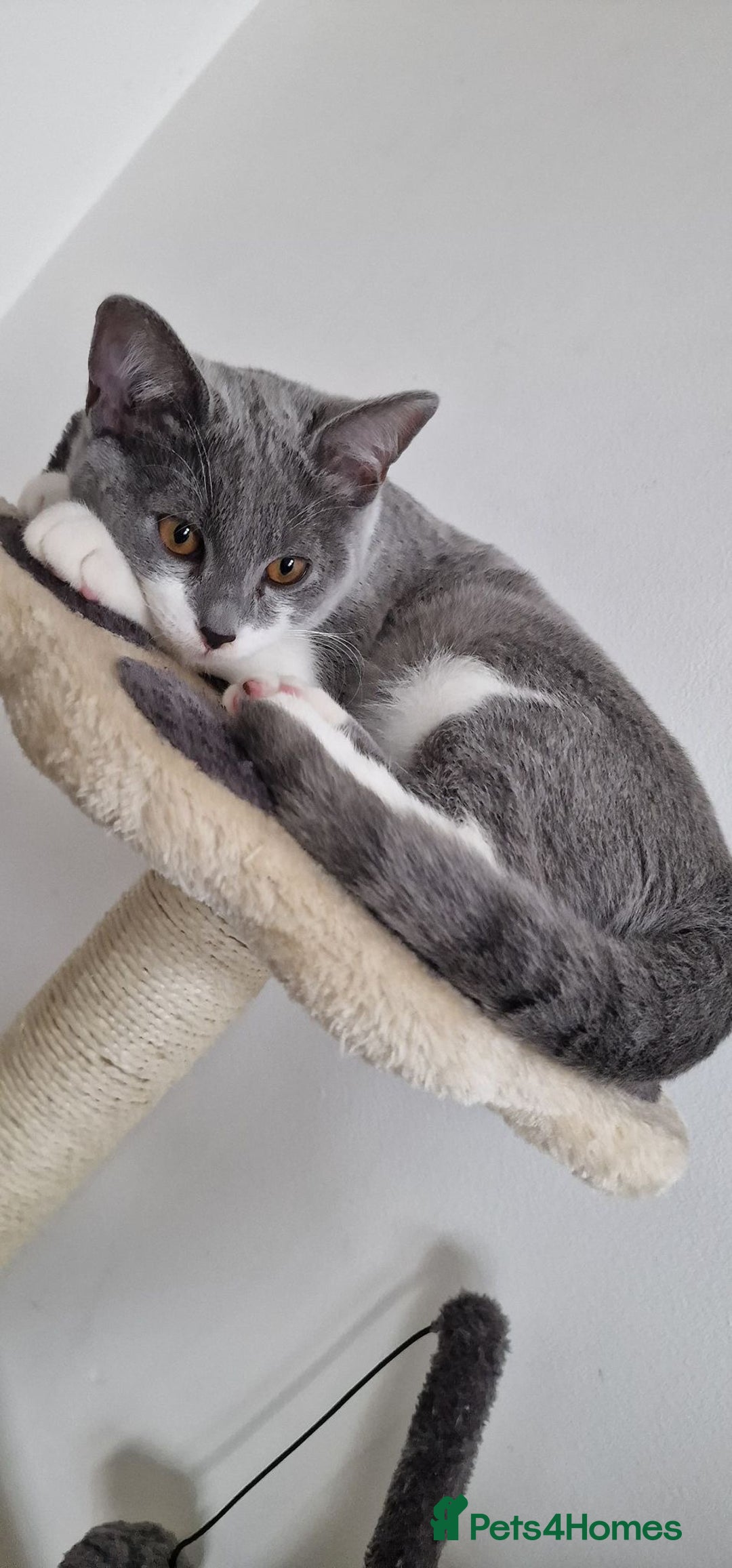 British Shorthair cats for sale: British short hair Russian blue  - Image 4