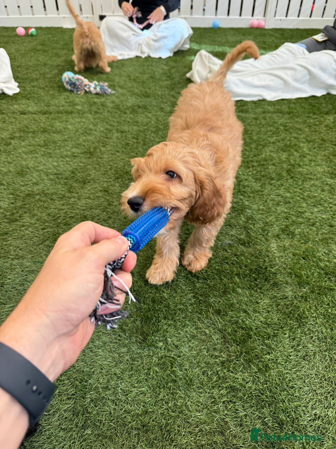 Irish Doodle dogs for sale: Toy Irish Doodle Puppies,1st vac and ready to go!  - Image 36