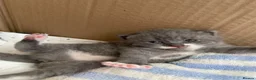 Scottish Fold cats for sale: 3 Scottish Fold kittens  - Advert 5