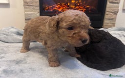 Cockapoo dogs for sale: Cockapoos ready 22.11 1 boy and 2 girls left💙🩷🩷 - Advert 21