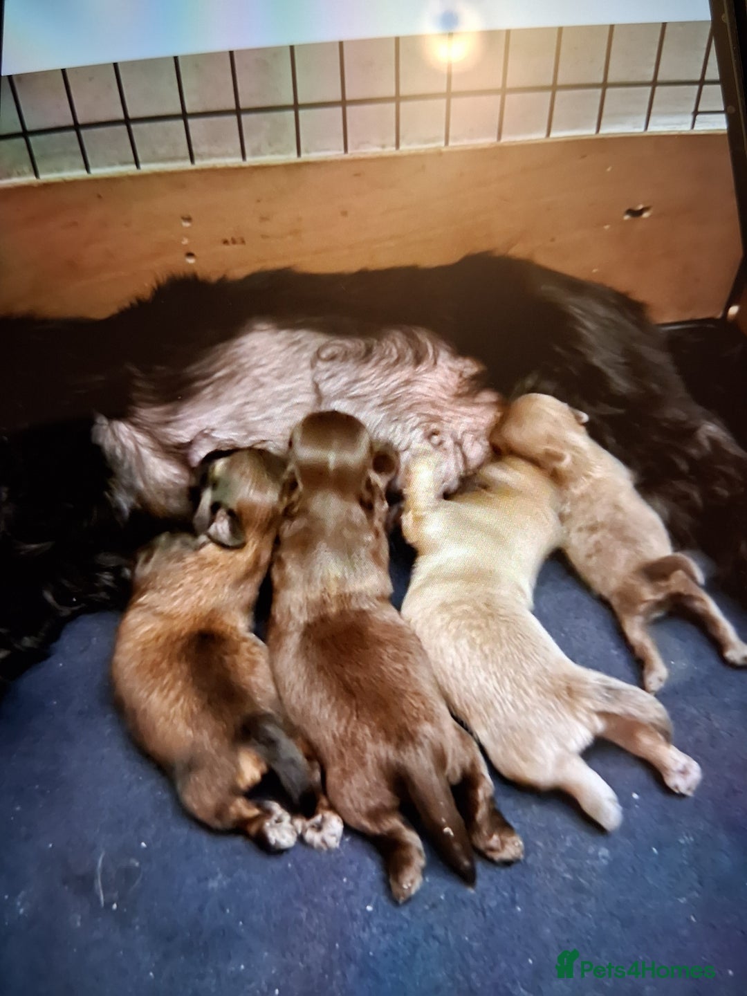Shih Tzu dogs for sale: Imperial shishi shih tzu - Image 3