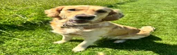 Golden Retriever dogs for sale: Golden Retriever Pup's for sale. - Advert 1