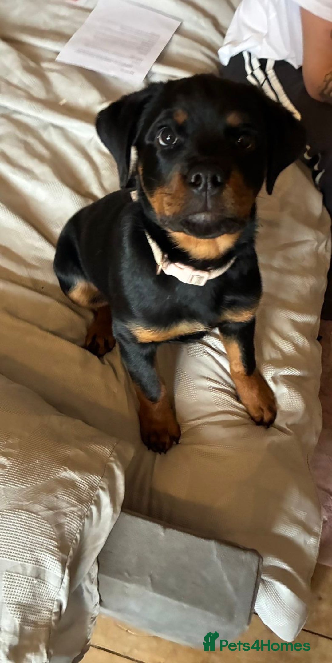 Rottweiler dogs for sale: Amber in the mist  - Advert 4
