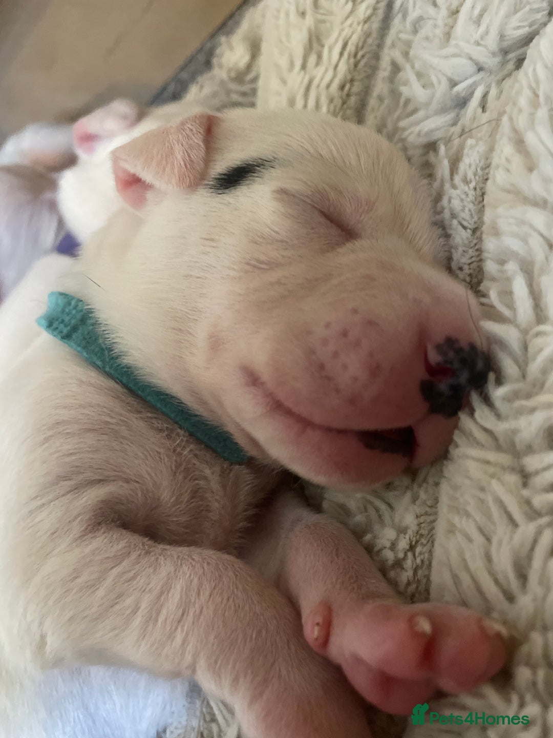Mixed Breed dogs for sale: Pointerdor puppies  - Image 5