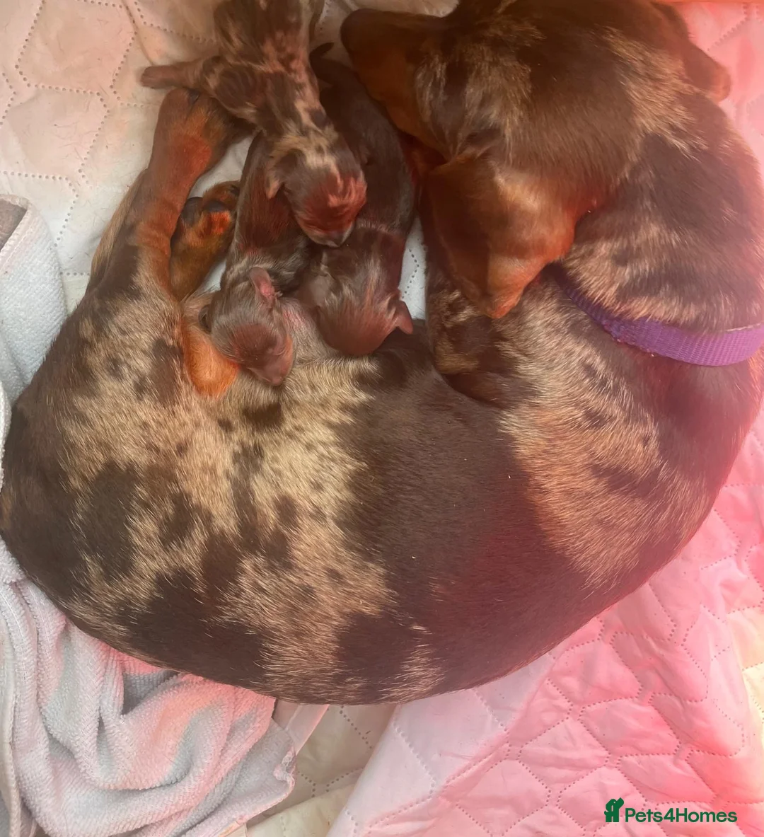 Miniature Dachshund dogs for sale: Miniature Dashund boy last one !!!  in Bury Saint Edmunds - Advert 1