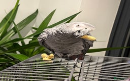 Parrots birds for sale: African grey male full set up  - Image 1