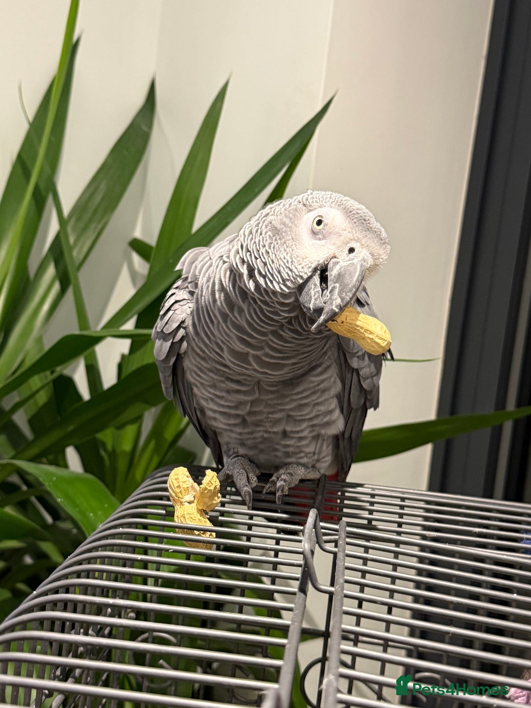 Parrots birds for sale: African grey male full set up  - Image 1