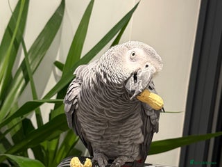 Parrots birds - Advert 2