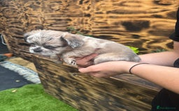 French Bulldog dogs for sale: Fluffy frenchies  - Image 1
