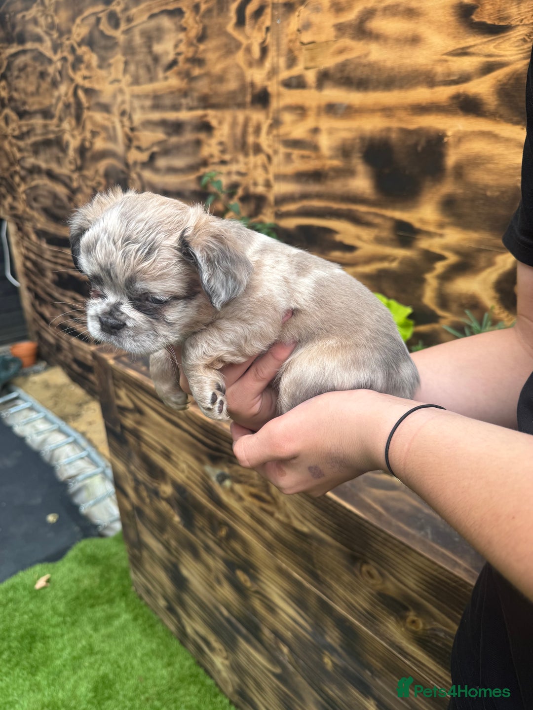French Bulldog dogs for sale: Fluffy frenchies  - Image 1