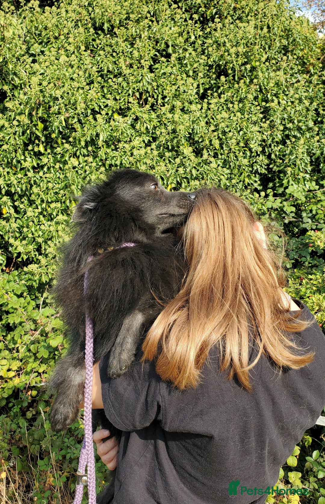 German Spitz dogs for sale: Friendly Freddie Looking For Loving Home - Image 8
