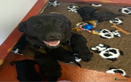 Labradoodle dogs for sale: Gorgeous Labradoodles - Image 11