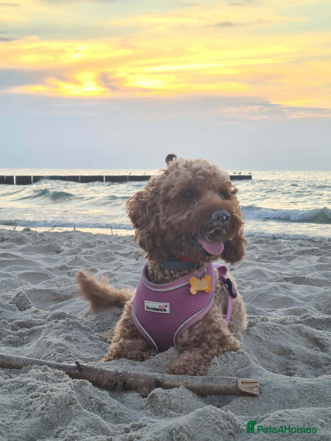 Cavapoo dogs for sale: Beautiful red Cavapoo  - Advert 5