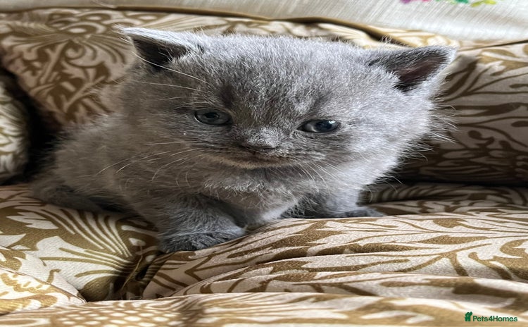 British Shorthair cats - Advert 11