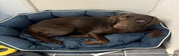 Labrador Retriever dogs for sale: Beautiful chocolate Labrador  - Advert 2