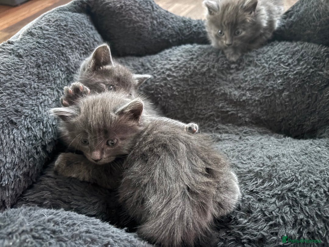 Mixed Breed cats for sale: 6 very fluffy grey kittens - Image 6