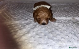 Cockapoo dogs for sale: Cocapoos f1  - Image 18