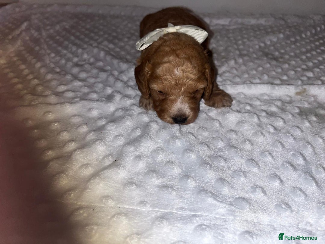 Cockapoo dogs for sale: Cocapoos f1  - Image 18