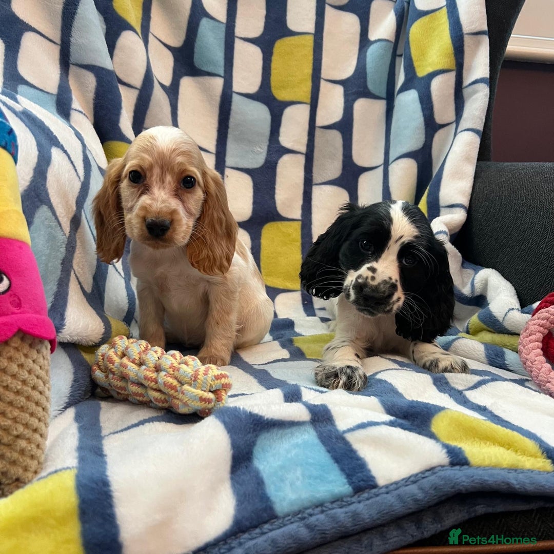 Cocker Spaniel dogs for sale: Stunning show cocker spaniel pups  - Image 15