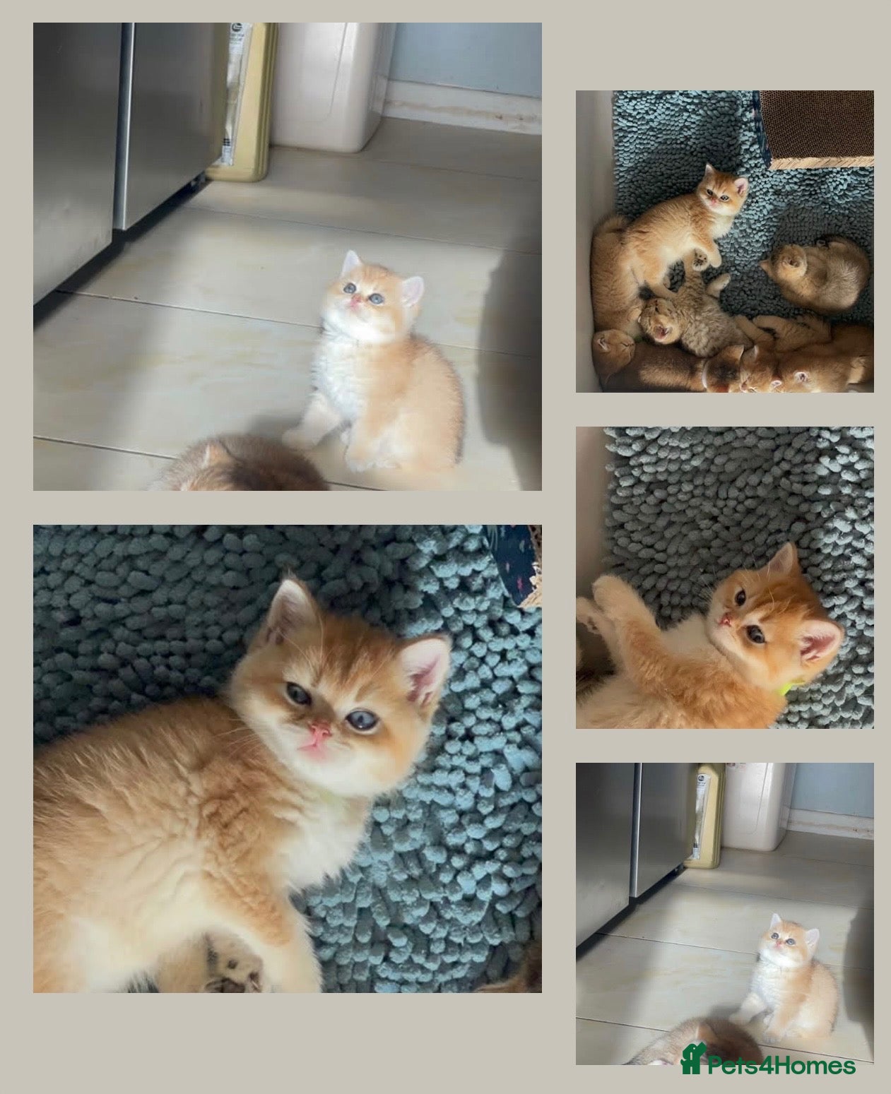British Shorthair cats British Shorthairs  - Advert 1
