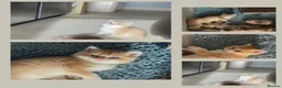 British Shorthair cats for sale: British Shorthairs  - Advert 1