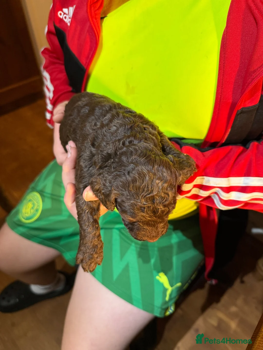 Cockapoo dogs for sale: Cockerpoo - Advert 2