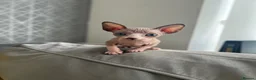Sphynx cats for sale: Sphynx baby - Advert 2