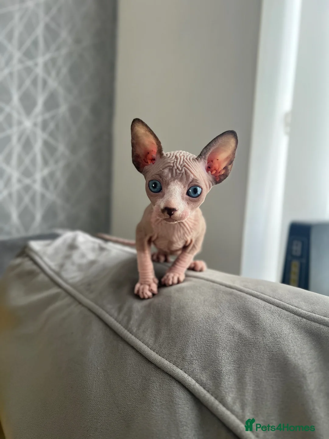 Sphynx cats for sale: Sphynx baby - Advert 2